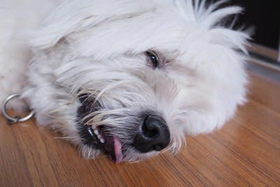犬が『震え続けている』ときに考えられる原因3つ 状況別の対処法や見逃してはいけないサインを解説