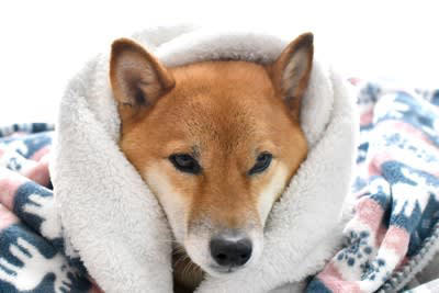 犬が『震え続けている』ときに考えられる原因3つ 状況別の対処法や見逃してはいけないサインを解説