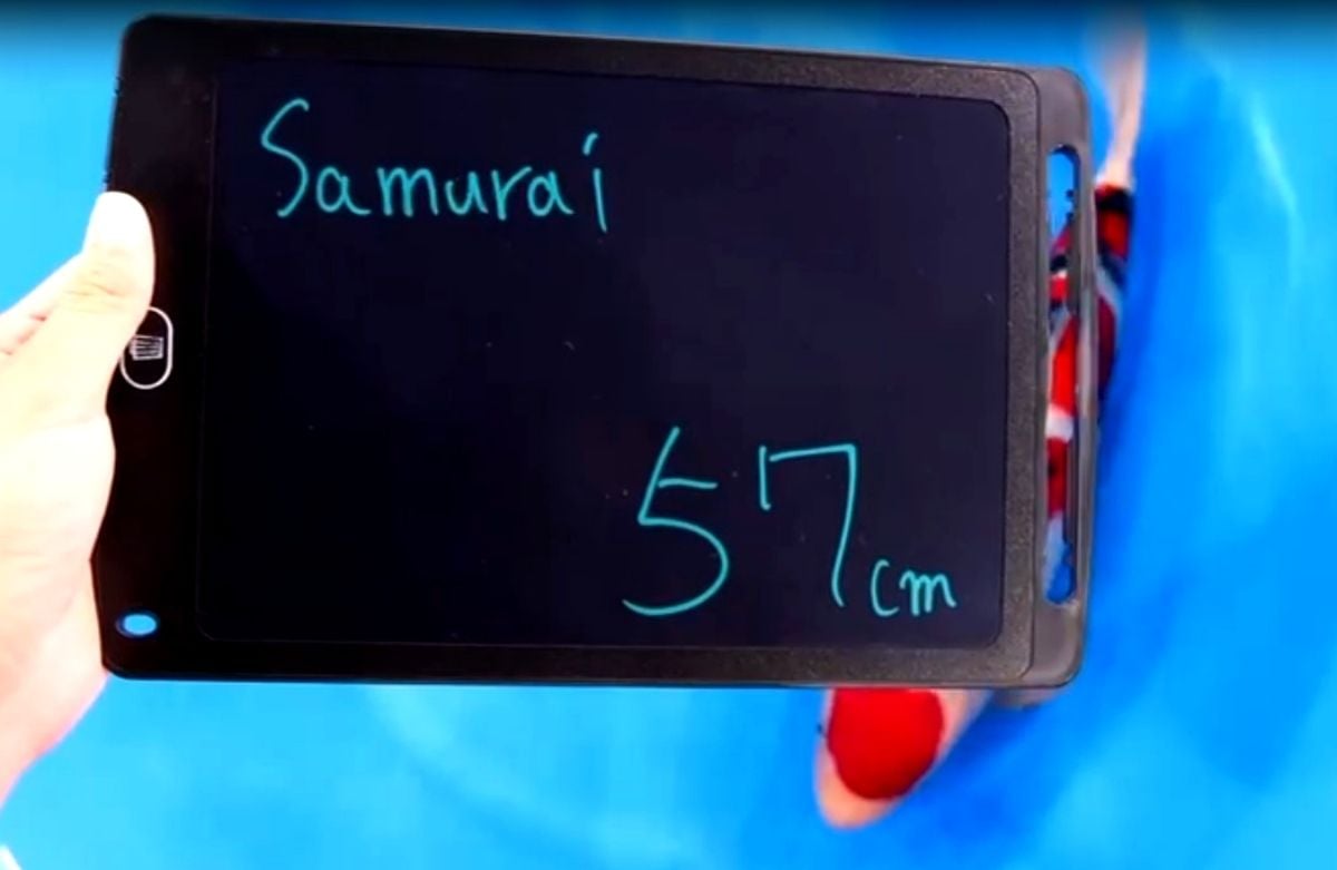 Pemilik Koi Hartono Soekwanto Berpeluang Juara Empat Kali di World Nishikigoi Club Show 2025