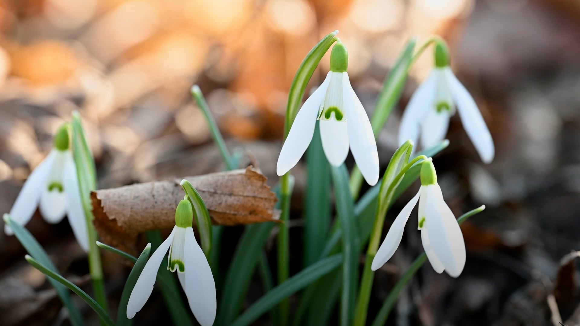 Brighten your garden with these winter-blooming flowers