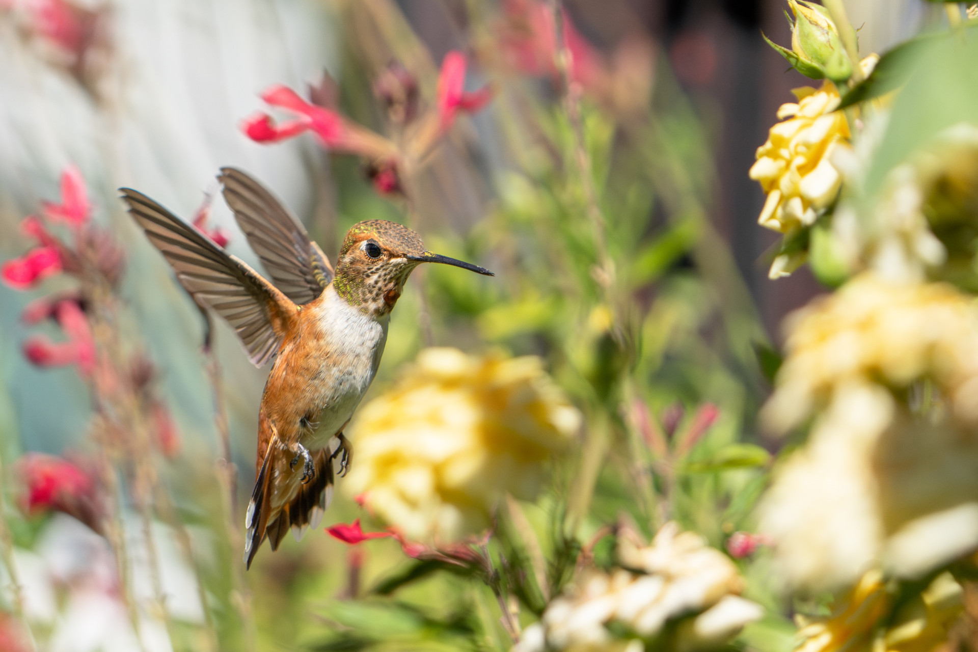 Wings in a blur: the fascinating world of hummingbirds