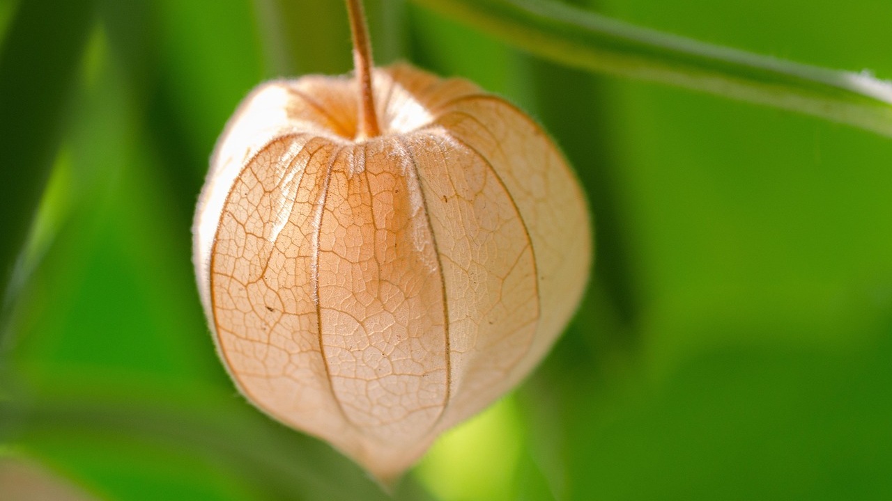 Semi Di Tomatillo (Physalis Alkekengi) – Varietà Gialla E Viola – Confezione Da 60 Semi - 5