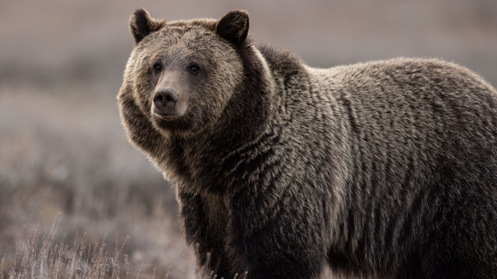 The Moment I Realised Grizzly Bears Are Far More Dangerous Than I Thought