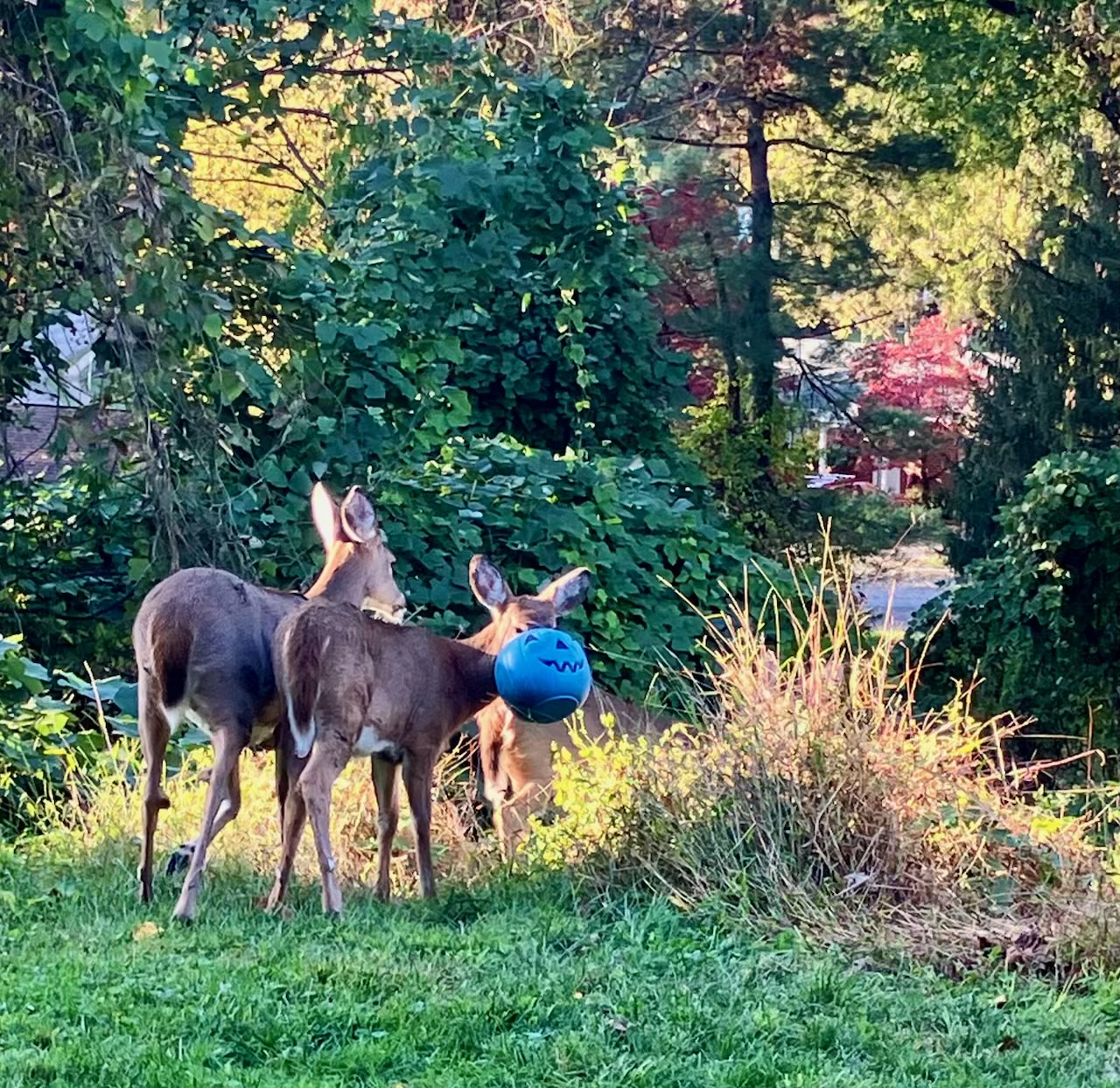 Gillie suit, lassoes and drones deployed in quest to save deer from bucket