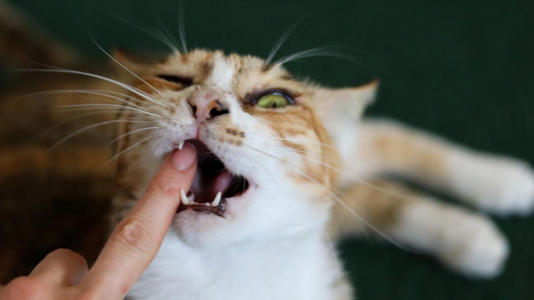 Why Is Your Cat Suddenly Biting?