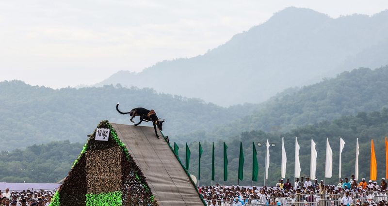 Indigenous Mudhol, Rampur Hounds steal show at Unity Day parade