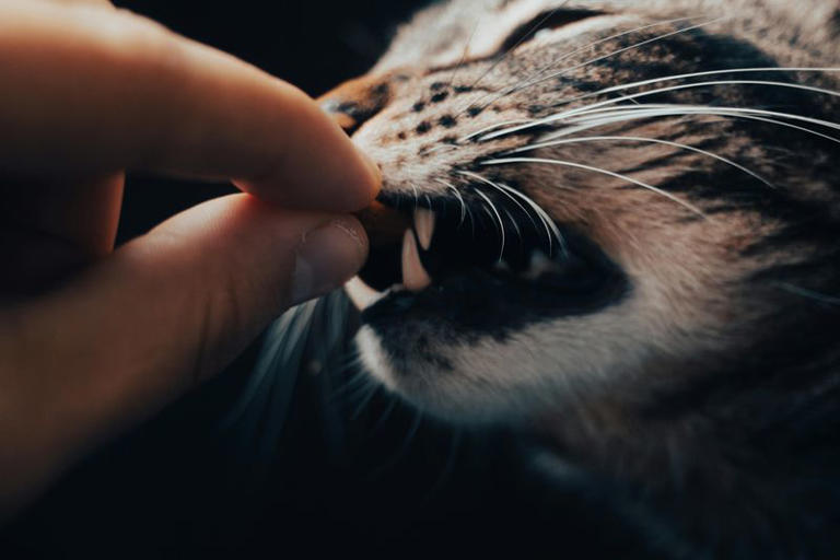 Why Is Your Cat Suddenly Biting?