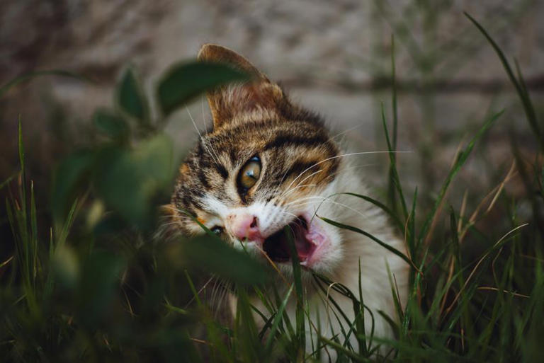 Why Is Your Cat Suddenly Biting?