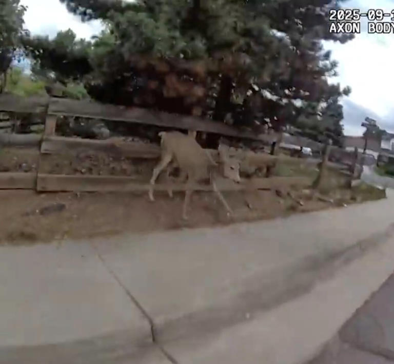 Body Cams Capture Dramatic Moment Officers Remove Tomato Tower From
