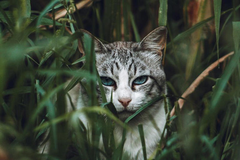 Why Is Your Cat Suddenly Biting?