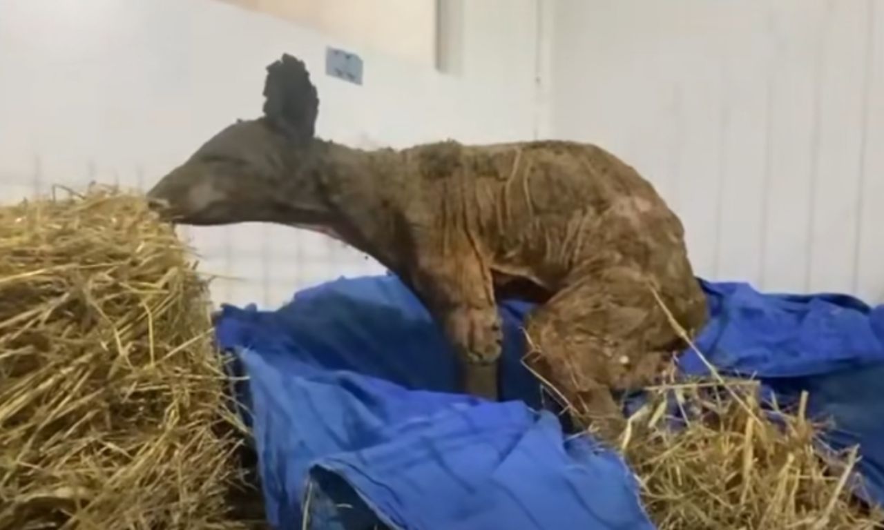 La osa Mina se recupera favorablemente, así va su salud tras ser rescatada