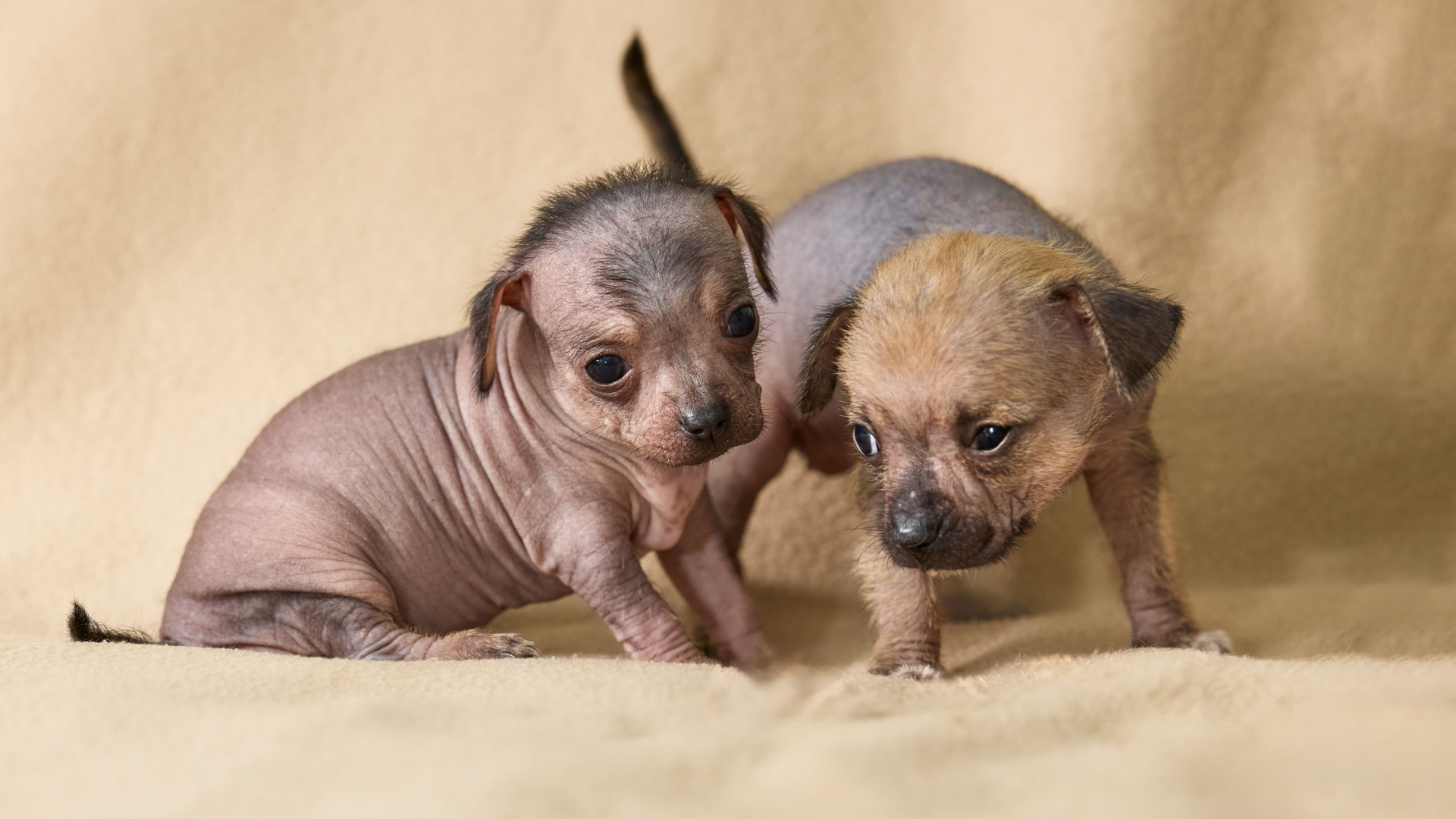 8 Dogs That Look Unrecognizable As Puppies