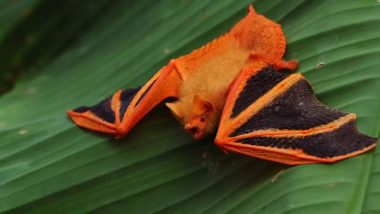 6 vibrant orange animals that add colour to the wild