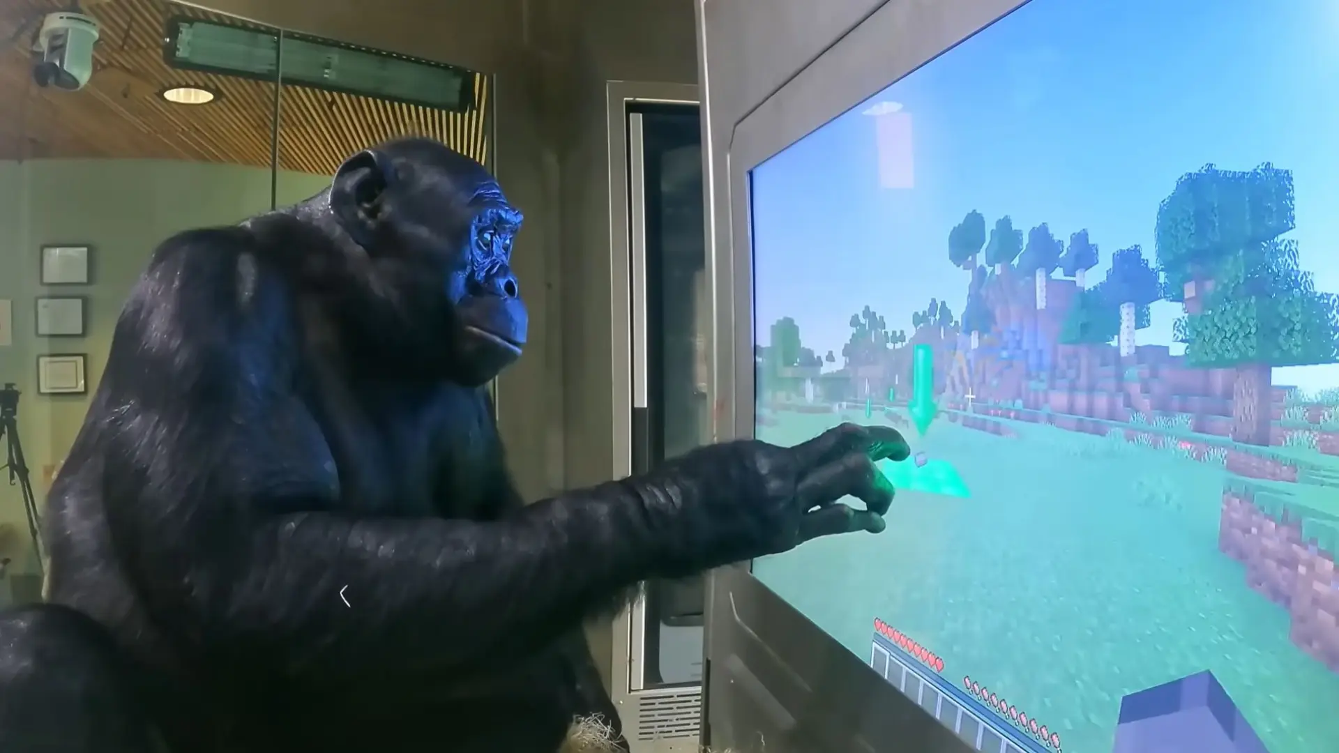 Kanzi, el mono bonobo que aprendió a jugar al Minecraft, entendía el ...