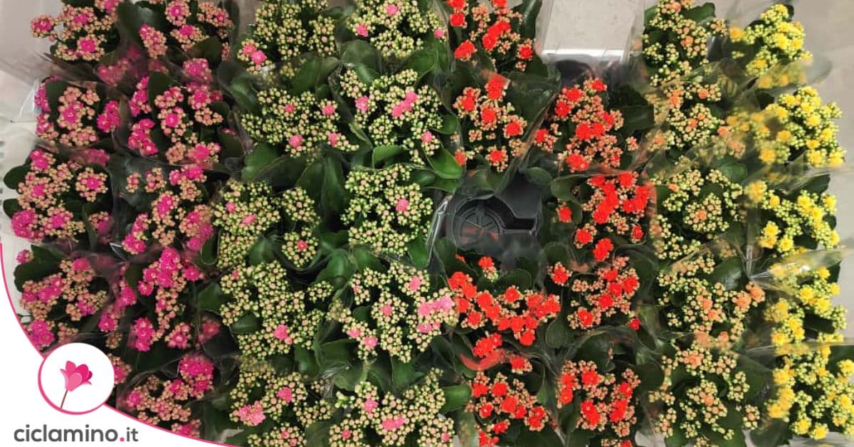 La Kalanchoe dell'IKEA si secca appena entra in casa per uno sbaglio comune