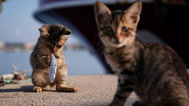Tiny kitten attempts to boss around big cat