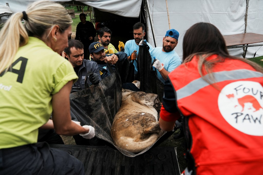 Years after Argentina shut a notorious zoo, the stranded animals are ...