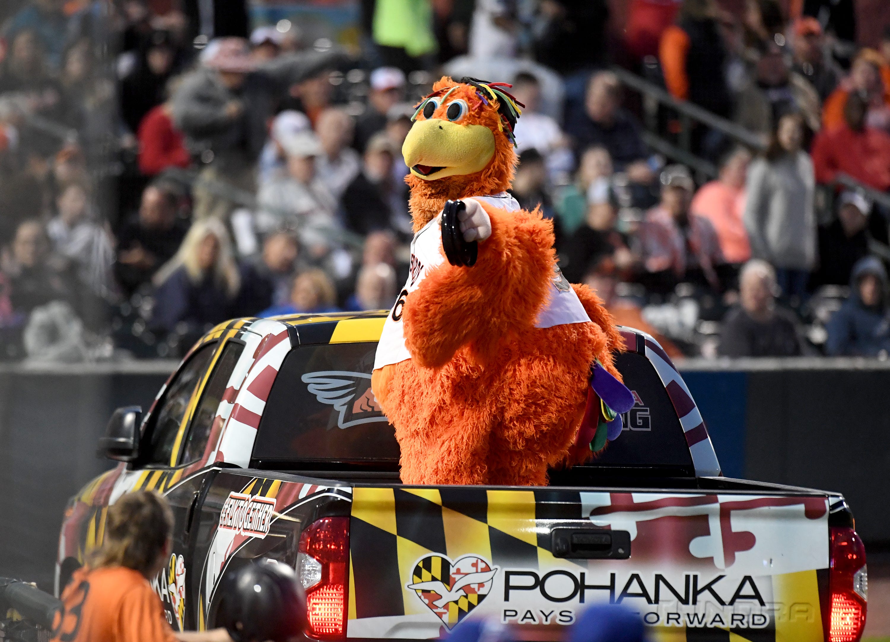Delmarva Shorebirds looking for new person to be mascot Sherman the ...