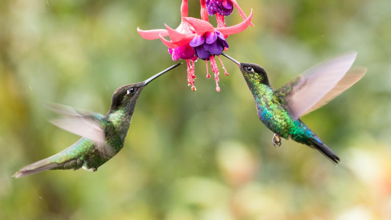 Hummingbirds Can’t Resist These Expert-Recommended Types Of Flowers