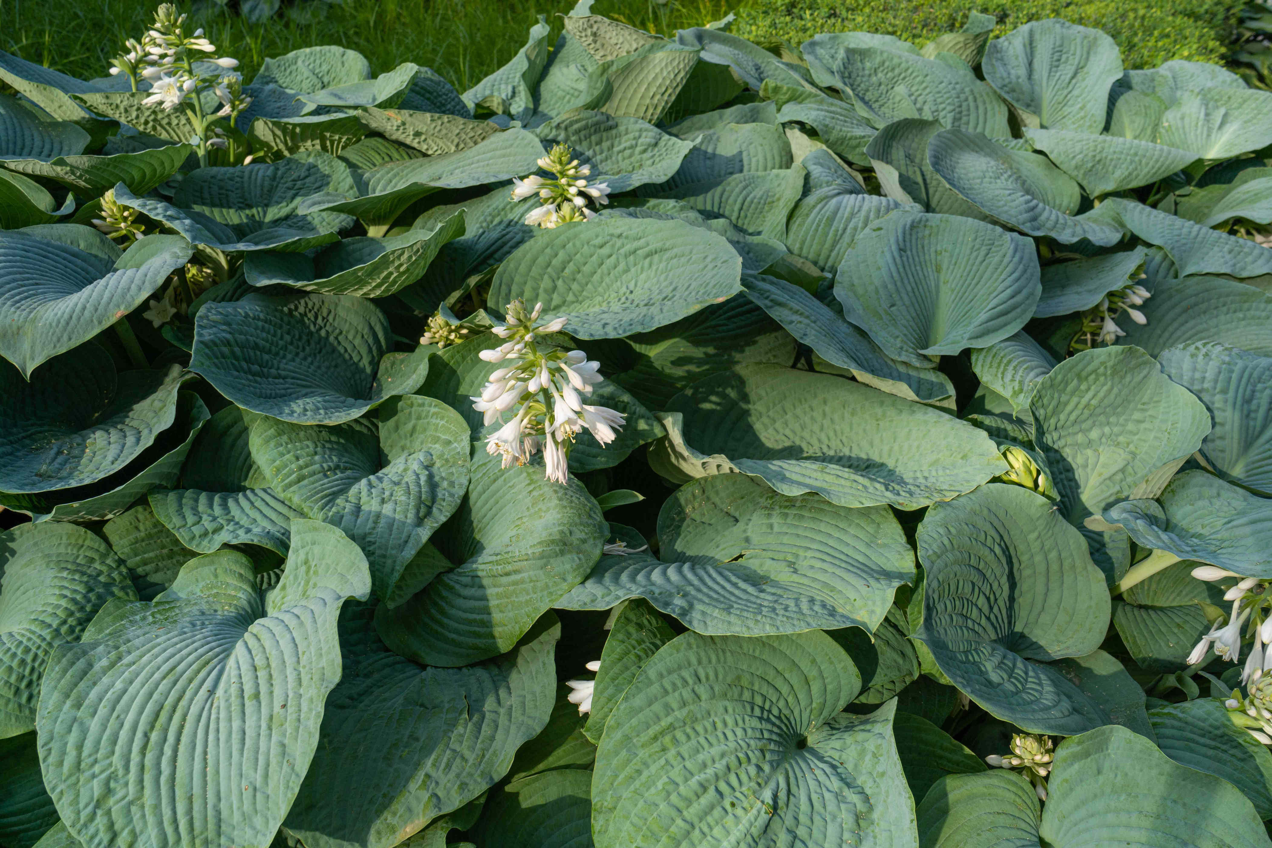 How To Winterize Your Hostas So They Come Back Even Bigger