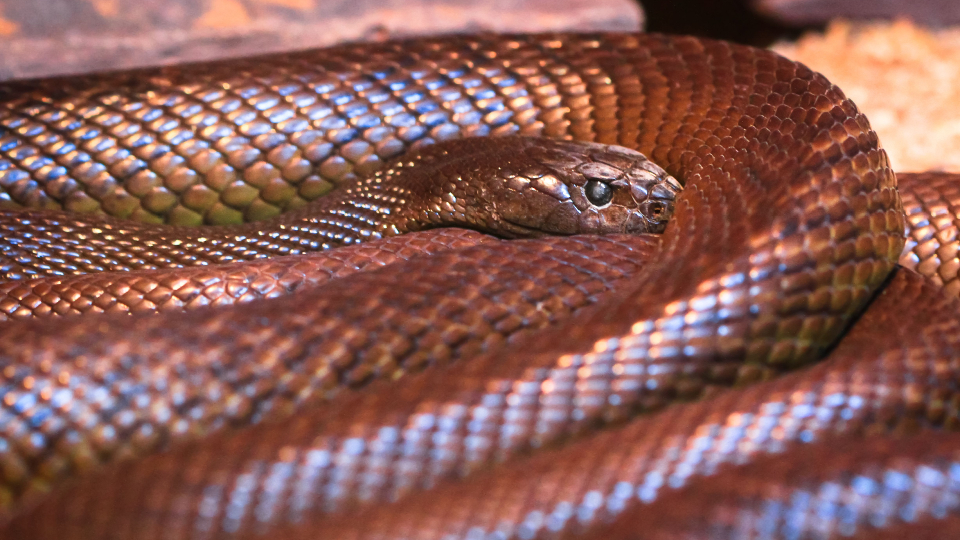 Snakes So Poisonous Many Scientists Still Can’t Believe They Exist