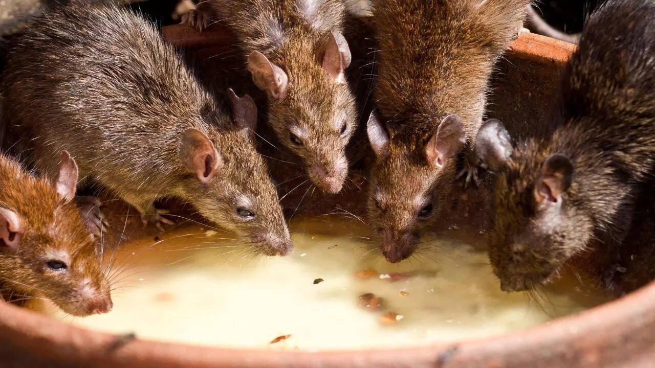 Inside the world of rats: 10 surprising facts about these clever creatures