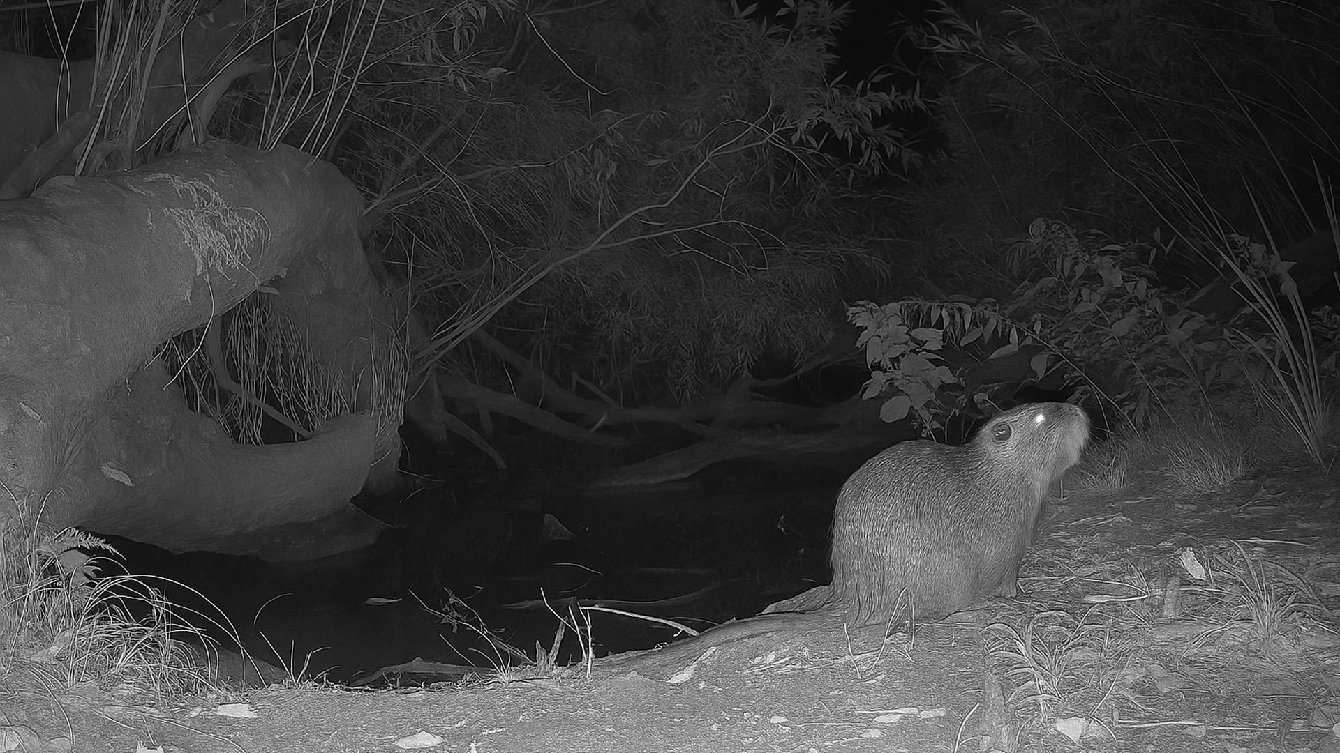 Wildlife Along the River Captured by Hidden Camera