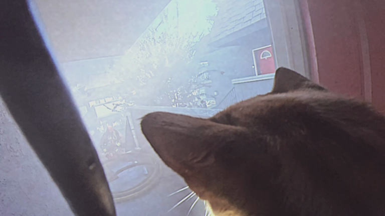 Dramatic video shows Orange County firefighters rescue cats from ...