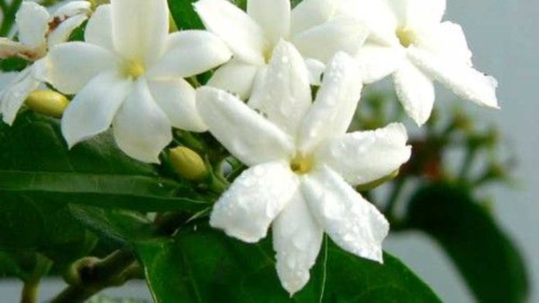 How to make fresh jasmine hair oil at home for faster hair growth