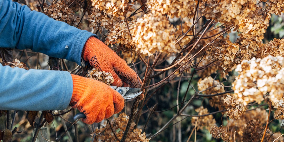 5 mistakes gardeners make in November (and how to avoid them)