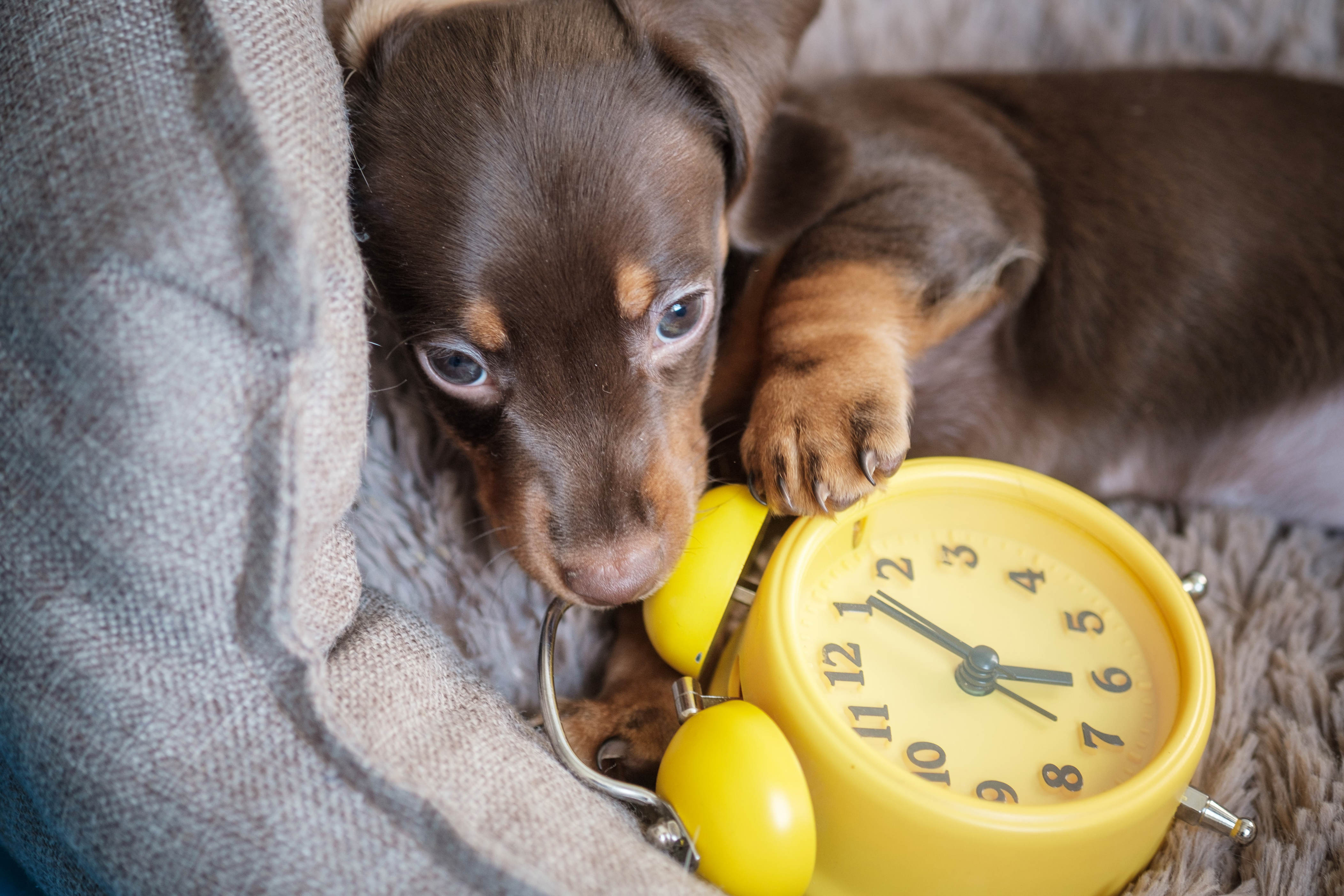The end of Daylight Saving may quietly mess with your dog’s mind