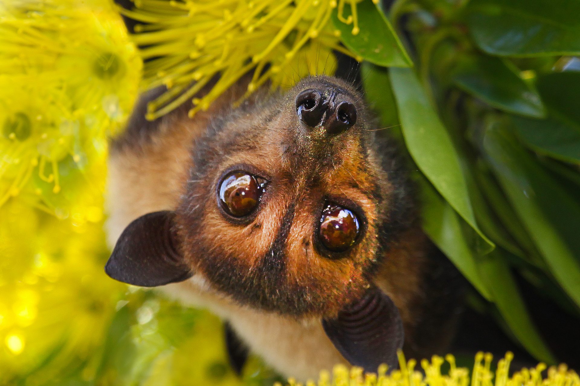 Bats: a look at their surprising contribution to cancer research
