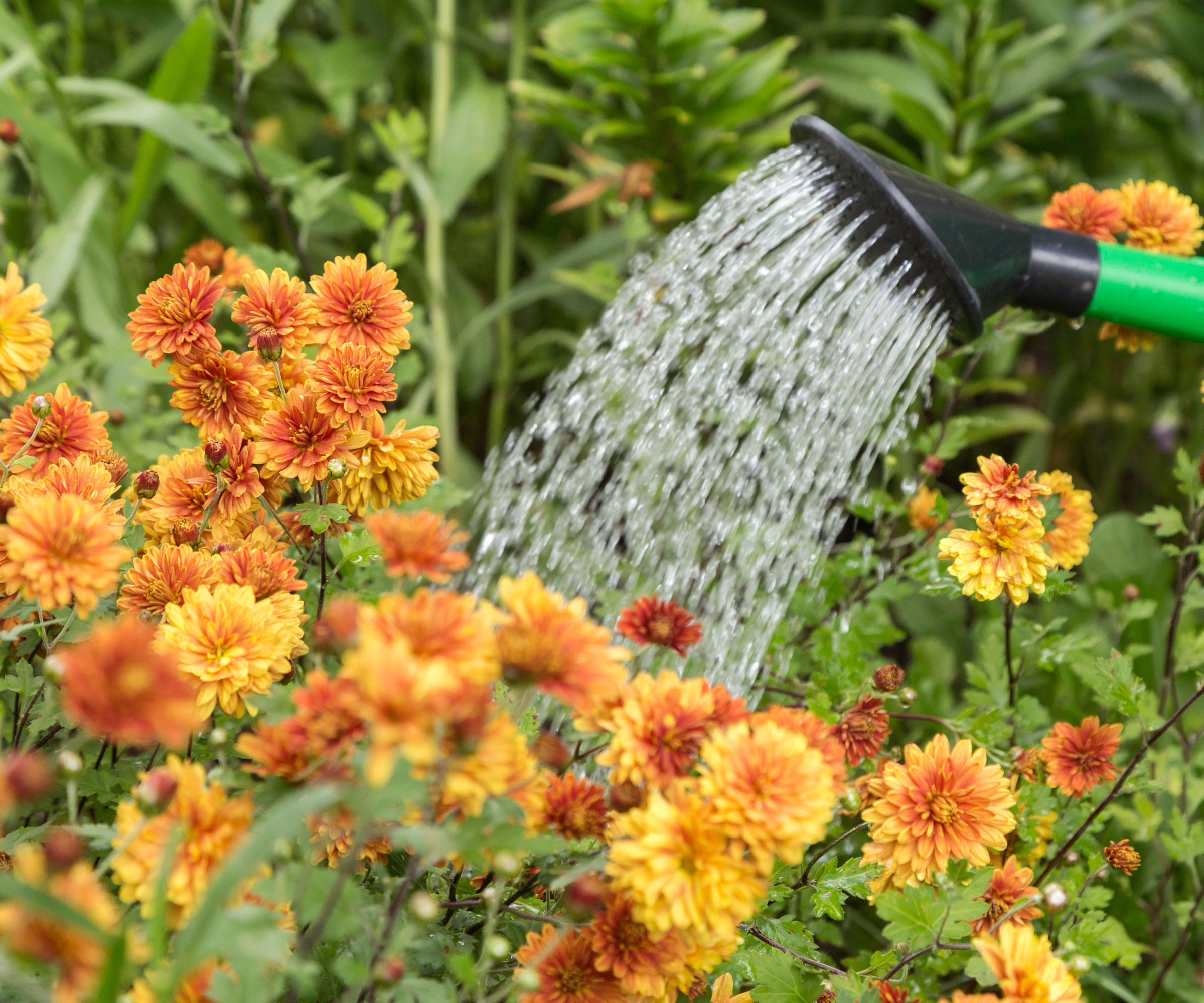 watering orange and yellow mums in fall