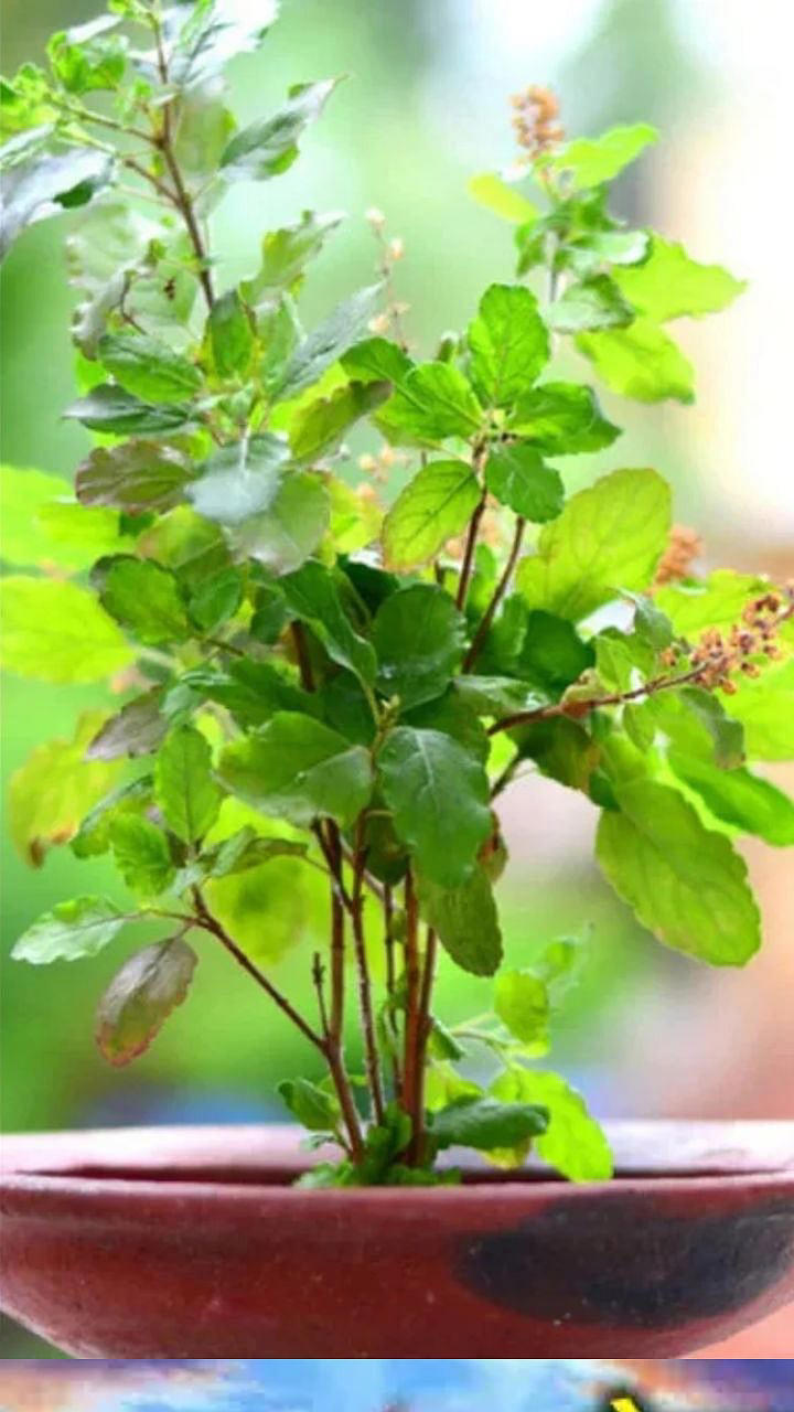 Dev Uthani Ekadashi | देवउठणी आणि उत्पन्ना एकादशीचे महत्त्व