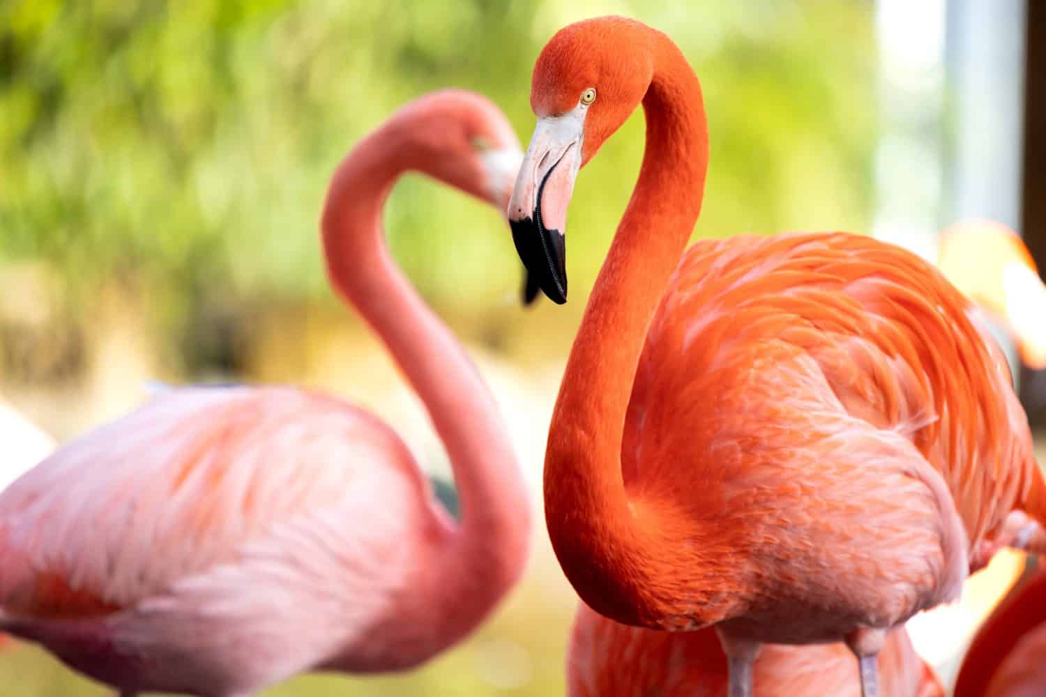 Male vs. Female Flamingos: 4 Key Differences