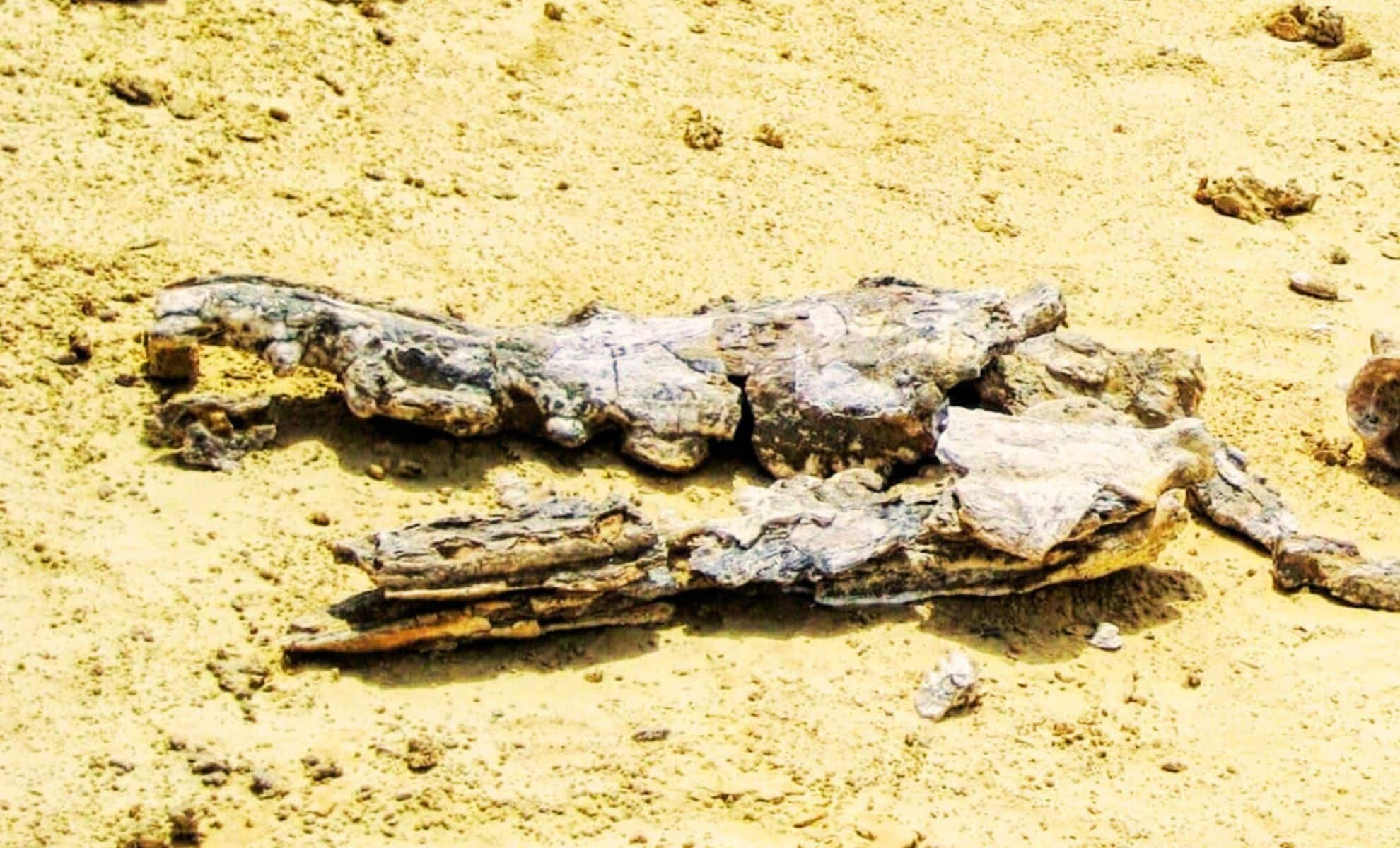 A Farmer Discovers Massive Bones in His Lake—Scientists Confirm It’s