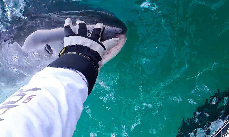 Two massive great white sharks possibly pregnant tagged off California