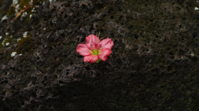 15 Beautiful American Plants On The Brink Of Extinction