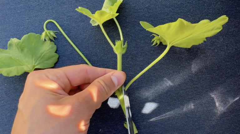 For More Gorgeous Geranium Blooms Next Spring, Do This Simple Task ...