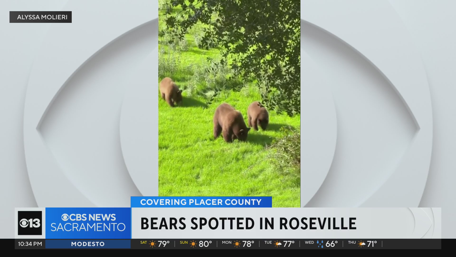 Family of bears spotted near Roseville