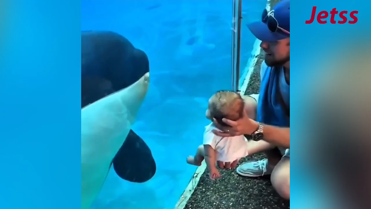 Orca se aproxima para observar bebê humano e cena encanta a internet