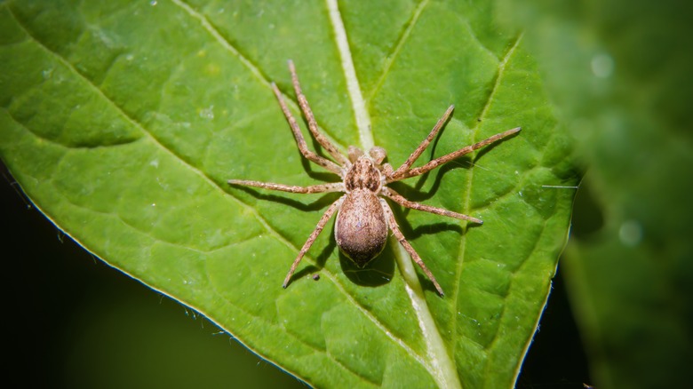 If You're Finding Brown Recluse Spiders In Your Yard, You Might Be Making This Mistake