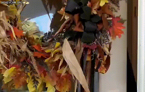 U.S. Vice President Vance's Halloween Meme Video Goes Viral