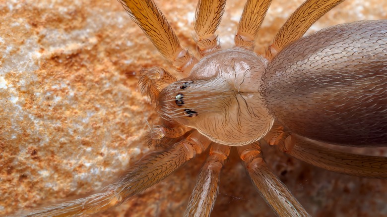 If You're Finding Brown Recluse Spiders In Your Yard, You Might Be Making This Mistake
