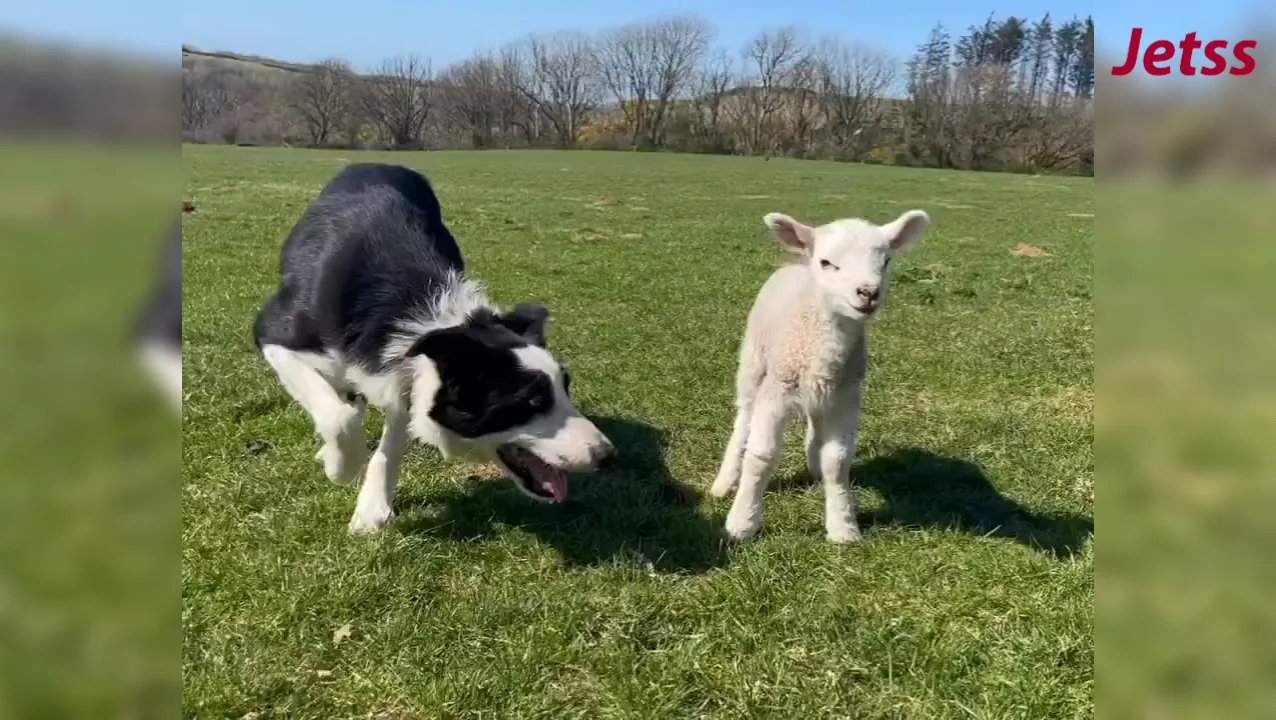 Border collie mostra cuidado ao pastorear bebê ovelha