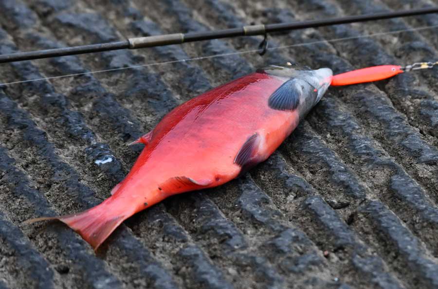 Kokanee are trying to spawn in Ririe