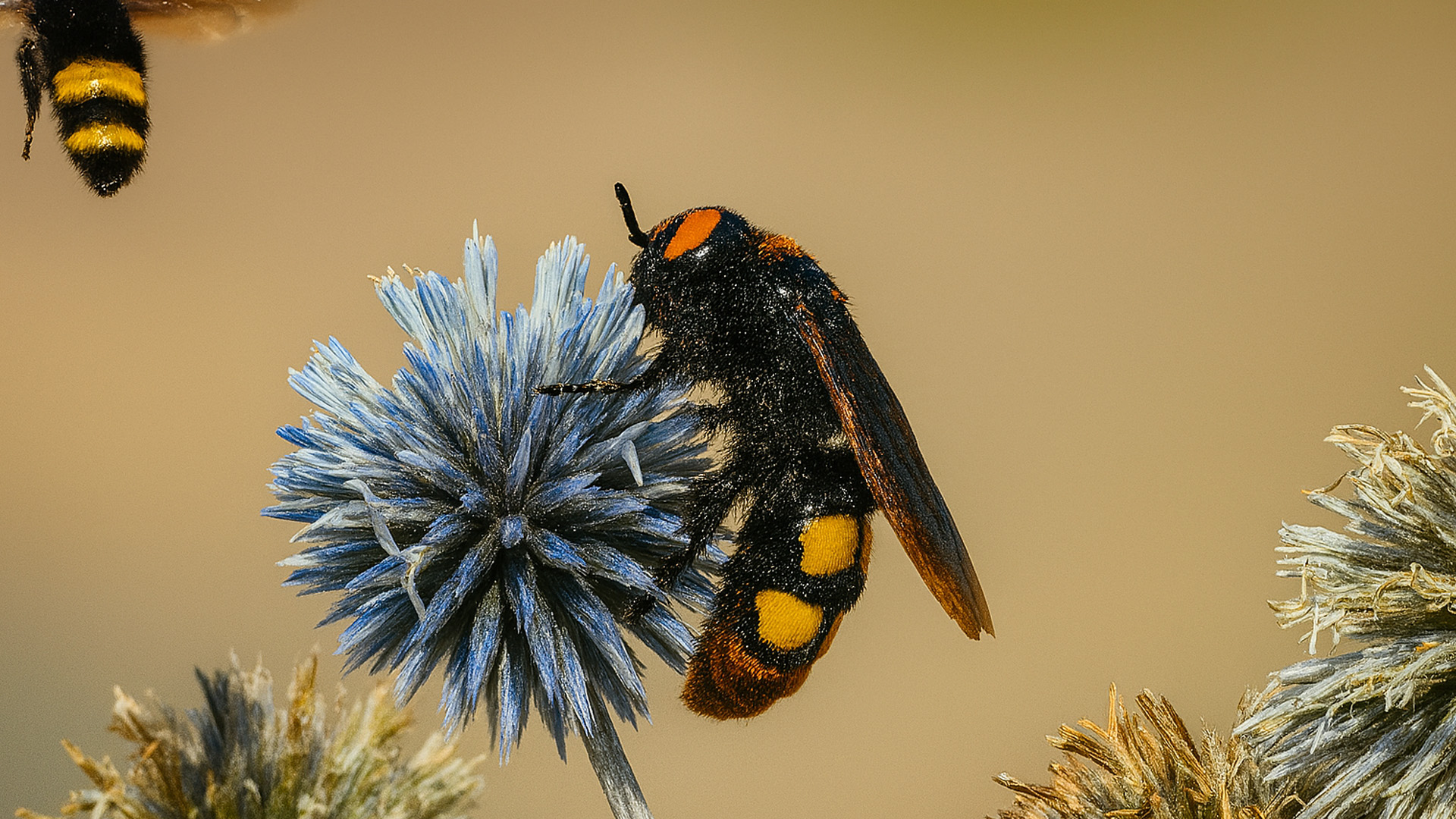 Europe's Largest Wasp – The Megascolia in the Wild