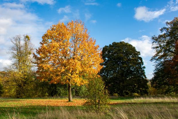 Camera club members capture bright beautiful Bucks autumn colours