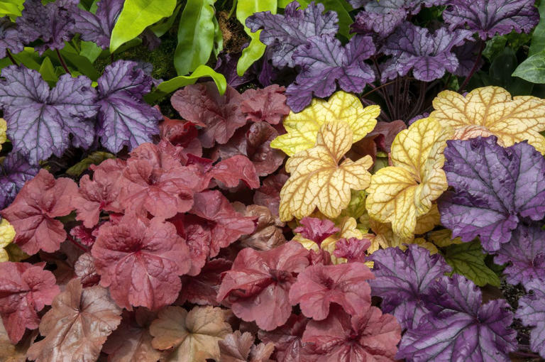 8 hardy container plants you can leave outside all winter long