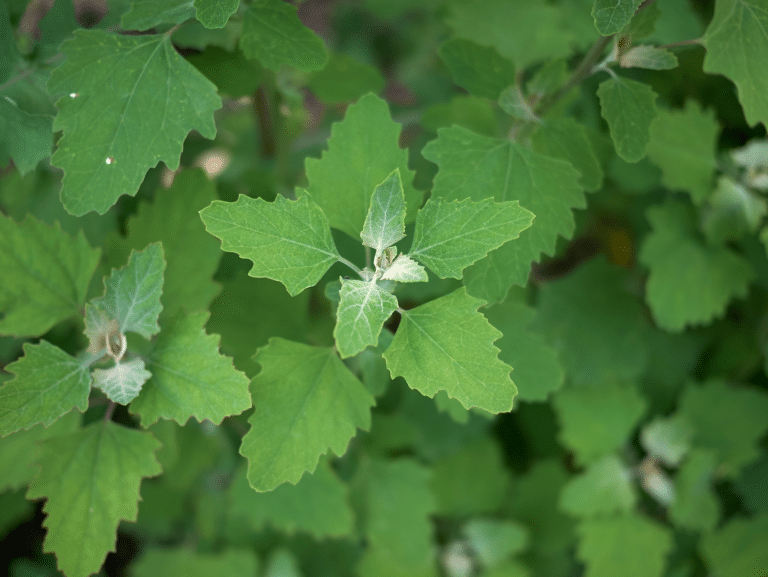 Forgotten foods that once fed the world